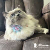 Kyra C. of Oviedo, Florida Phone Blue Point Mitted Ragdoll Cat