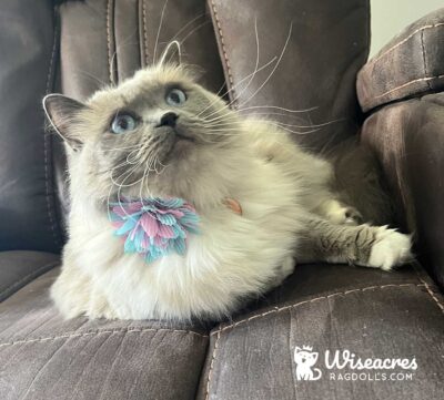 Kyra C. of Oviedo, Florida Phone Blue Point Mitted Ragdoll Cat