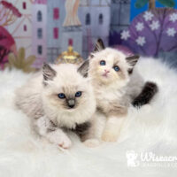 Blue Bell Pennsylvania Blue Point Mitted and Seal Bicolor Ragdoll Kittens