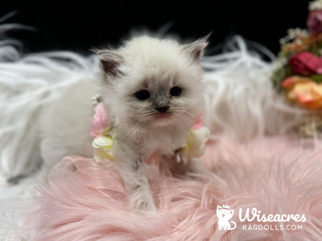 Blue Point Ragdoll Kitten For Sale