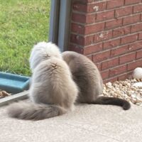 Clearwater, Florida Seal Point Bicolor Mitted Ragdoll Cat and Seal Point Mitted Ragdoll Cat