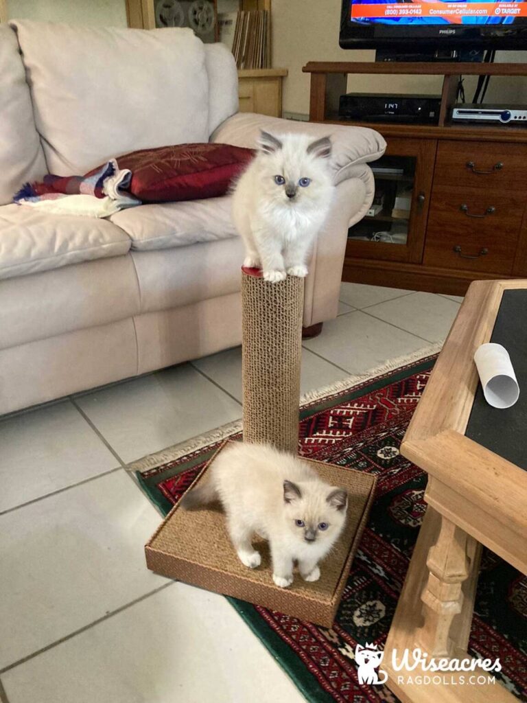 Clearwater, Florida Blue Point Bicolor Mitted Ragdoll Kitten and Seal Point Mitted Ragdoll Kitten