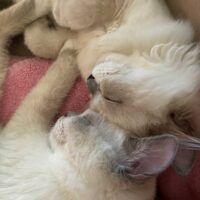 Clearwater, Florida Blue Point Bicolor Mitted Ragdoll Kitten and Seal Point Mitted Ragdoll Kitten