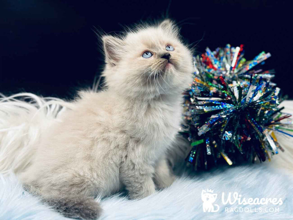 Blue Point Mitted Ragdoll Kitten For Sale