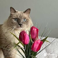 Seal Point MItted Ragdoll Cat Dunedin, Florida