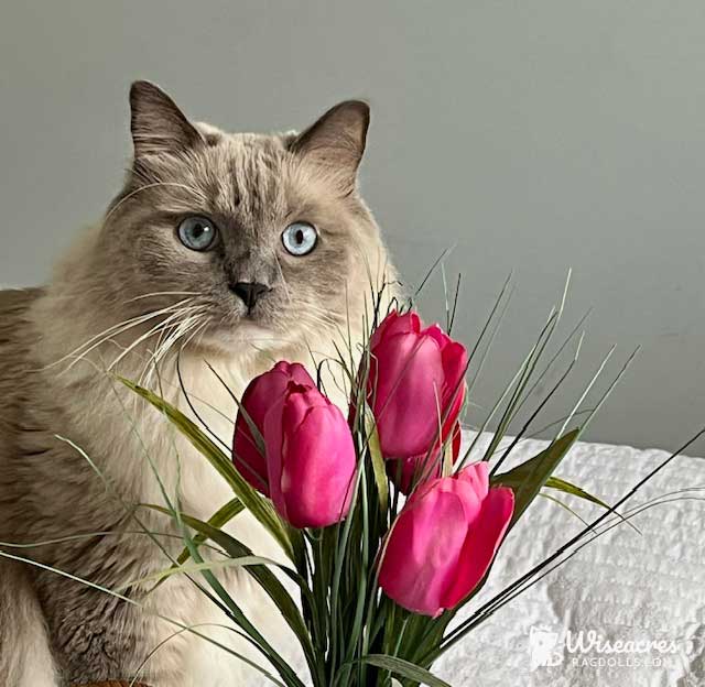 Seal Point MItted Ragdoll Cat Dunedin, Florida