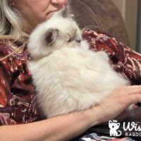 Blue Point Mitted Ragdoll Kitten in Greenwood Arkansas