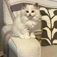 Blue Point Bicolor Ragdoll Kitten North Point Arkansas