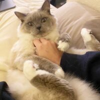 Blue Point Ragdoll Cat Fruitland Park, Florida