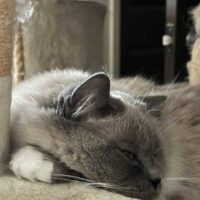 Blue Point Ragdoll Cat Fruitland Park, Florida