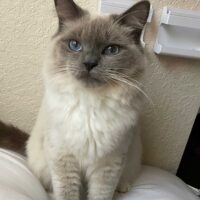 Blue Point Ragdoll Cat Fruitland Park, Florida