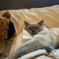 Blue Point Ragdoll Cat Fruitland Park, Florida