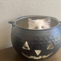 Blue Bicolor Mitted Ragdoll Kitten in Winter Haven Florida