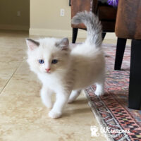 Blue Bicolor Mitted Ragdoll Kitten in Winter Haven Florida