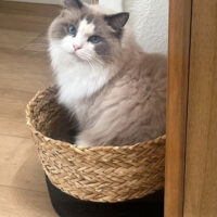 Blue Bicolor Mitted Ragdoll Kitten in Winter Haven Florida