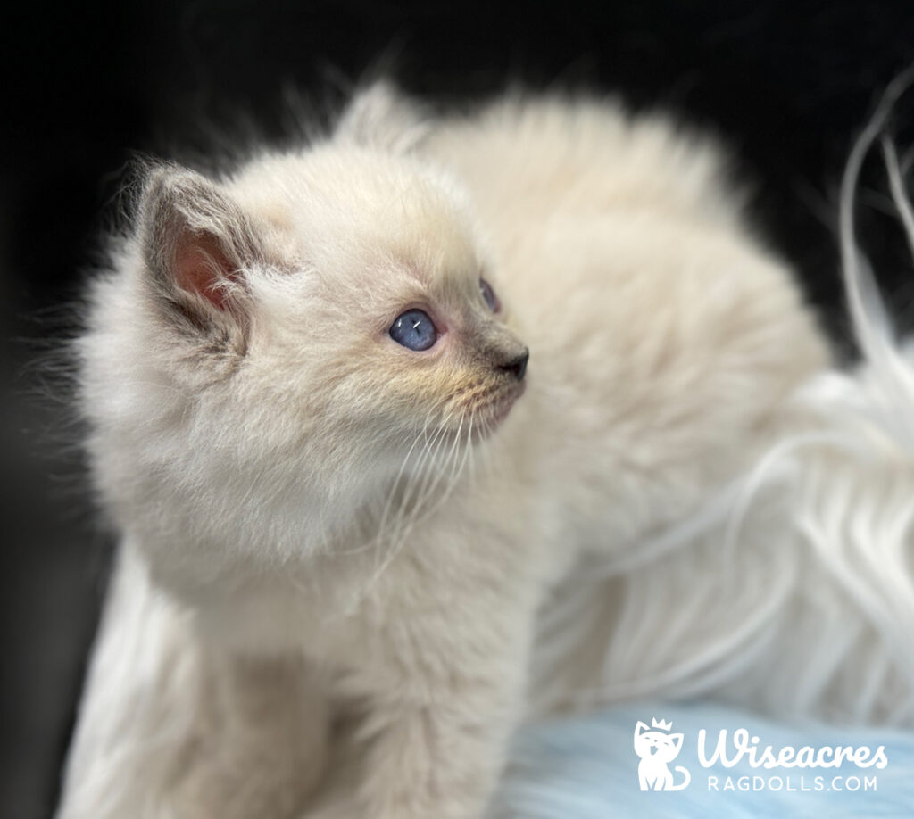 Blue Point Ragdoll Kitten For Sale