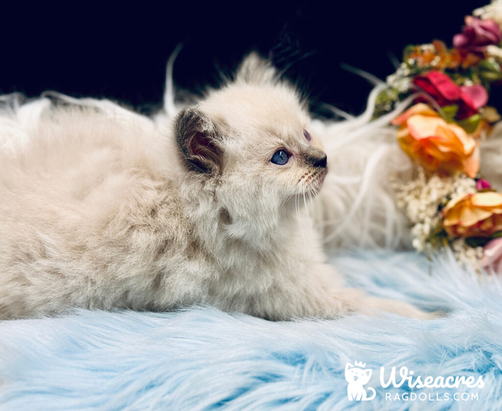 Blue Point Ragdoll Kitten For Sale