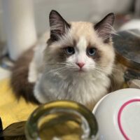 Seal Point Bicolor Mitted Ragdoll Kitten in Springdale, Arkansas