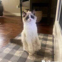 Seal Point Bicolor Mitted Ragdoll Kitten in Springdale, Arkansas