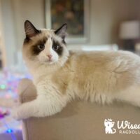 Seal Point Bicolor Mitted Ragdoll Kitten in Springdale, Arkansas