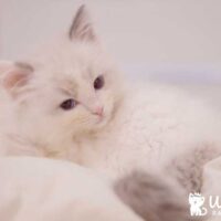 Blue Point Ragdoll Kitten in Little Rock, Arkansas