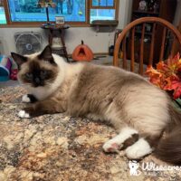 Seal Point Mitted Ragdoll Cat in Plainwell, Michigan