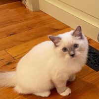 Blue Point Mitted Ragdoll Kitten East Fallowfield, Pennsylvania