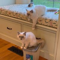 Blue Point Mitted Ragdoll Kittens East Fallowfield, Pennsylvania