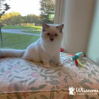 Blue Point Mitted Ragdoll Kitten East Fallowfield, Pennsylvania