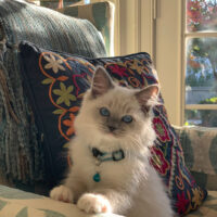 Blue Point Ragdoll Kitten in Little Rock, Arkansas