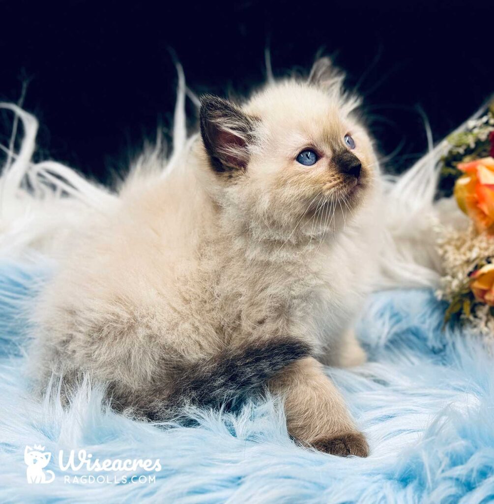 Seal Point Ragdoll Kitten For Sale