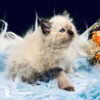 Seal Point Ragdoll Kitten For Sale