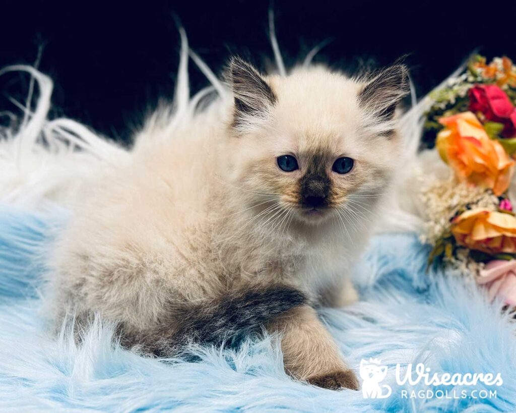 Seal Point Ragdoll Kitten For Sale