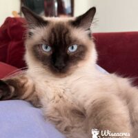 Seal Point Ragdoll Cat in Oakland, California