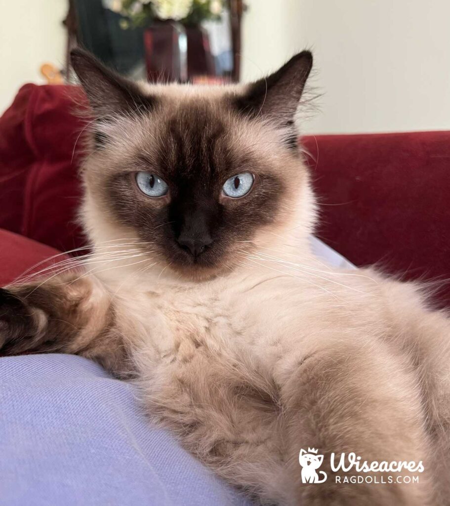 Seal Point Ragdoll Cat in Oakland, California