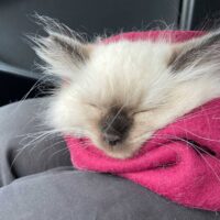 Seal Point Ragdoll Kitten in Oakland, California