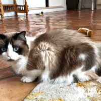 Seal Point Bicolor Ragdoll Cat in Delray Beach, Florida