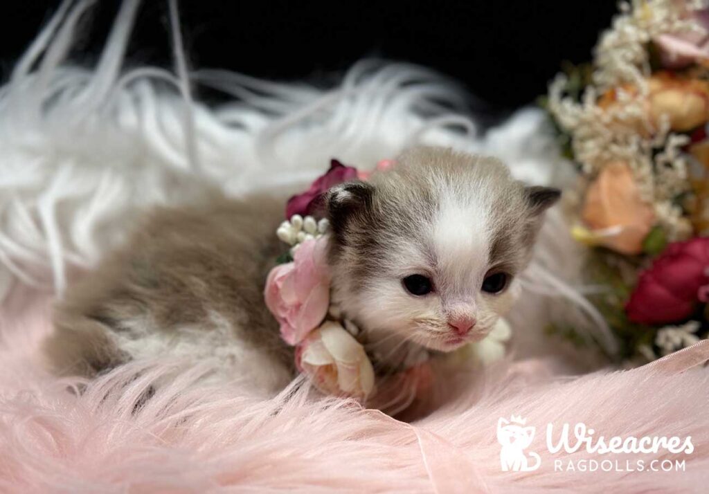 Mink Bicolor Mitted Ragdoll Kitten For Sale