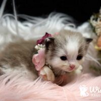 Mink Bicolor Mitted Ragdoll Kitten For Sale