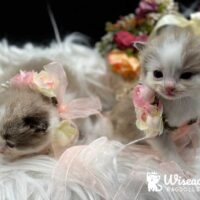 Mink Bicolor Mitted Ragdoll Kittens For Sale