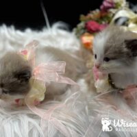 Mink Bicolor Mitted Ragdoll Kittens For Sale