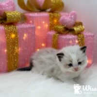 Coco Seal Point Ragdoll Kitten Plainwell, Michigan