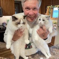 Seal Point Ragdoll Cat & Blue Point Ragdoll Cat Plainwell, Michigan