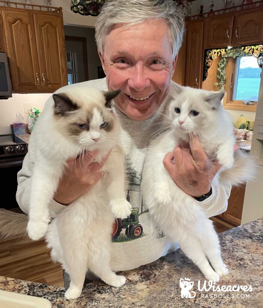 Seal Point Ragdoll Cat & Blue Point Ragdoll Cat Plainwell, Michigan