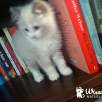 Blue Bicolor Ragdoll Kitten in Benton, Arkansas