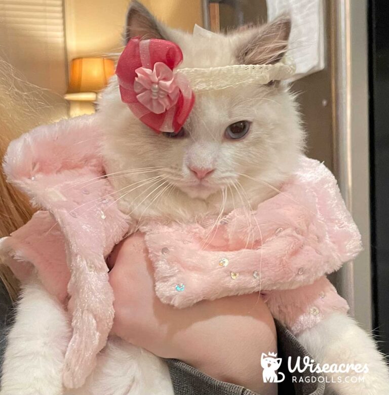 Blue Ragdoll Kitten in Benton, Arkansas