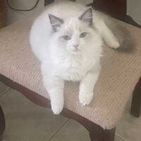 Blue Ragdoll Kitten in Benton, Arkansas