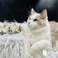 Blue Bicolor Ragdoll Cat