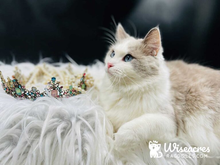 Blue Point Bicolor Ragdoll Cat