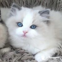 Blue Point Bicolor Ragdoll Kitten Winter Park, Florida